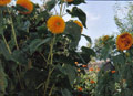 Privatzimmer Weihs Garten
